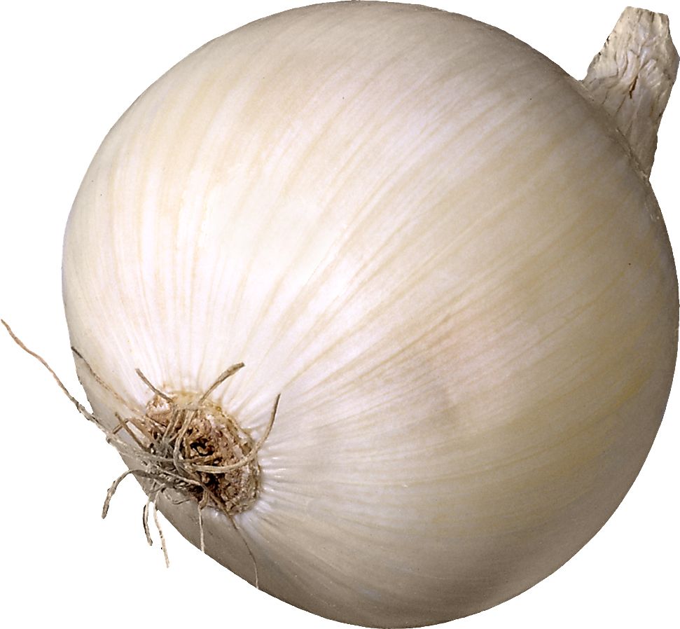 Onion PNG    图片编号:99224