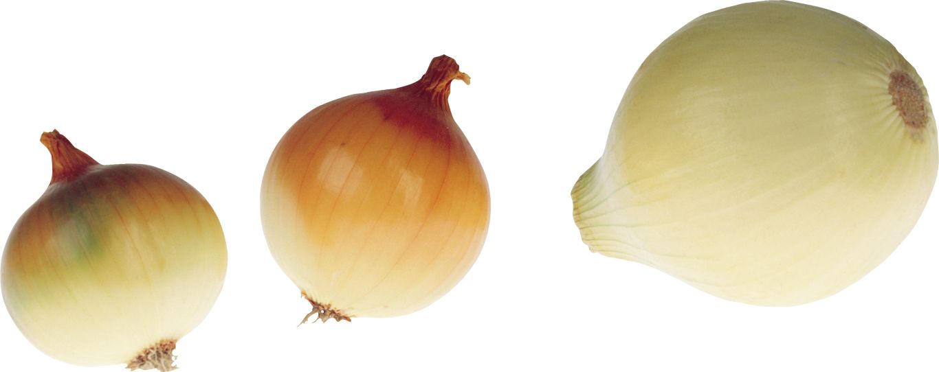 Onion PNG    图片编号:99226