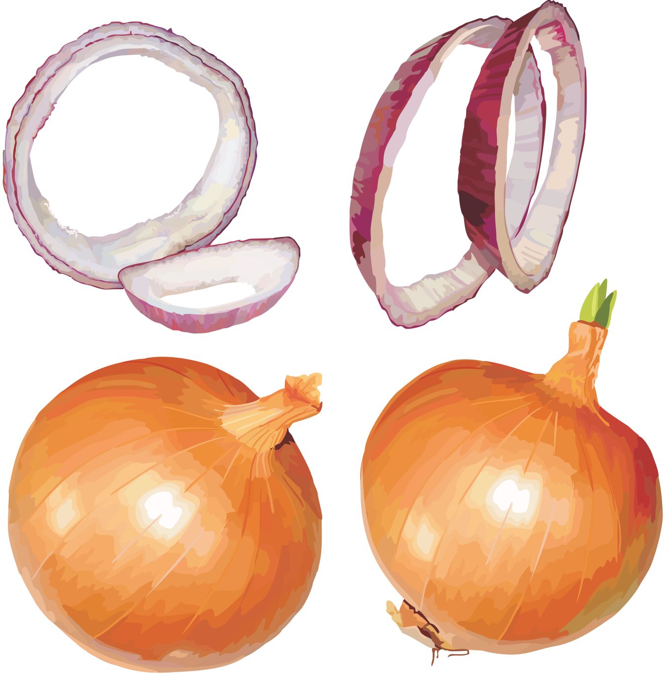 Onion PNG    图片编号:99228