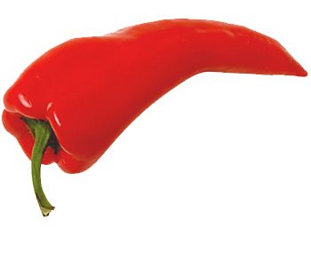 Red chili pepper PNG image    图片编号:3267