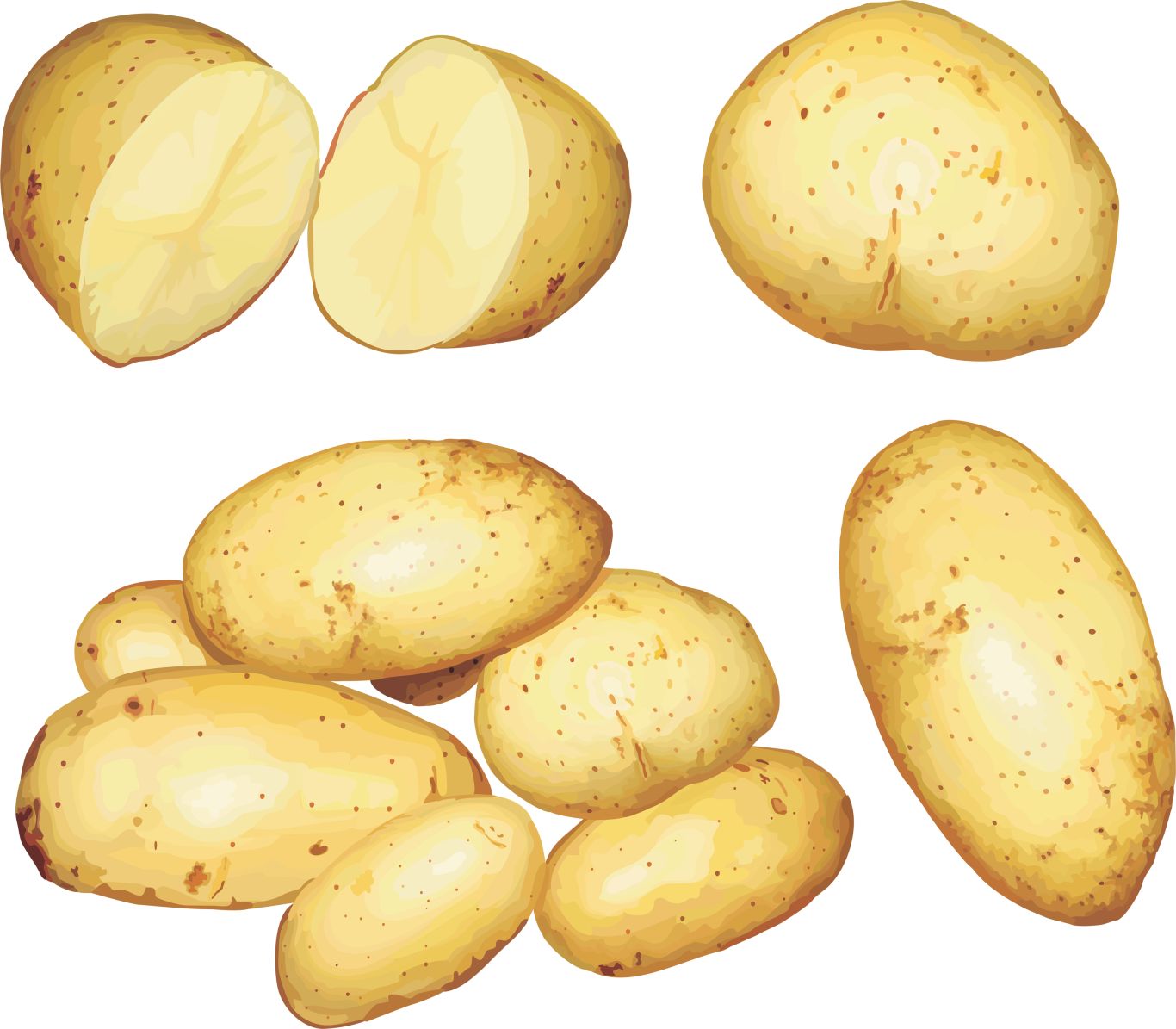 Potato png images    图片编号:7076