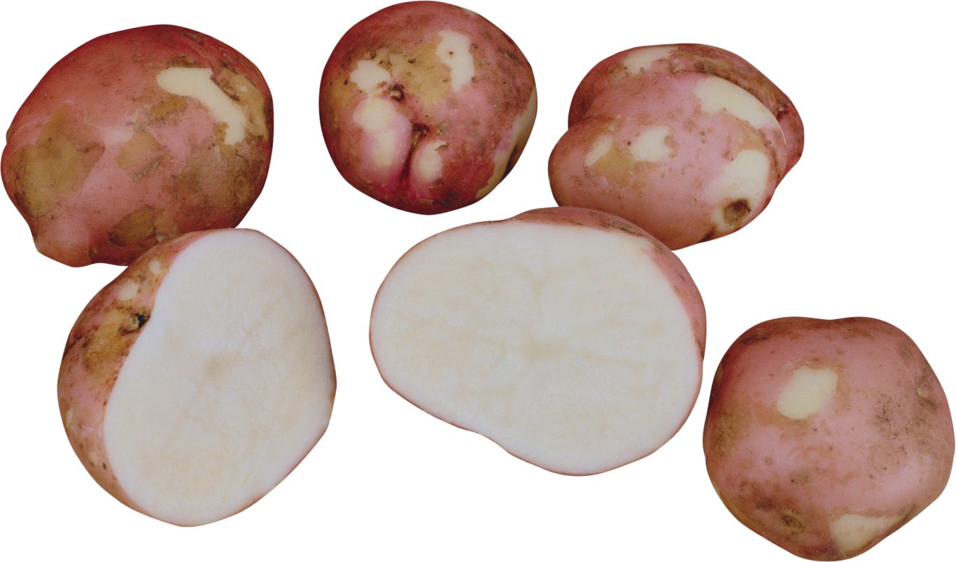 Cutted potatoes PNG    图片编号:98066