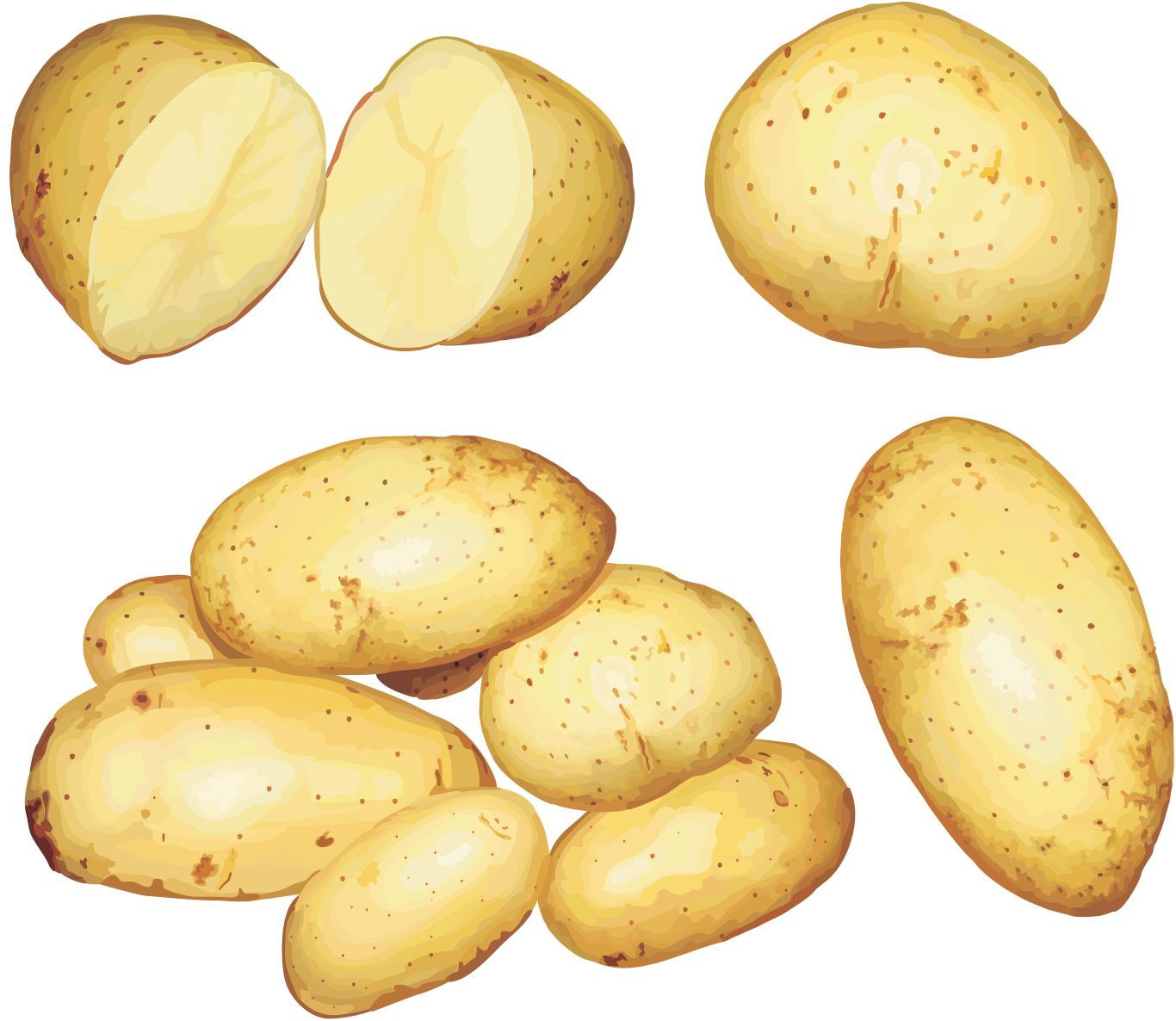 Potatoes PNG pictures    图片编号:98073