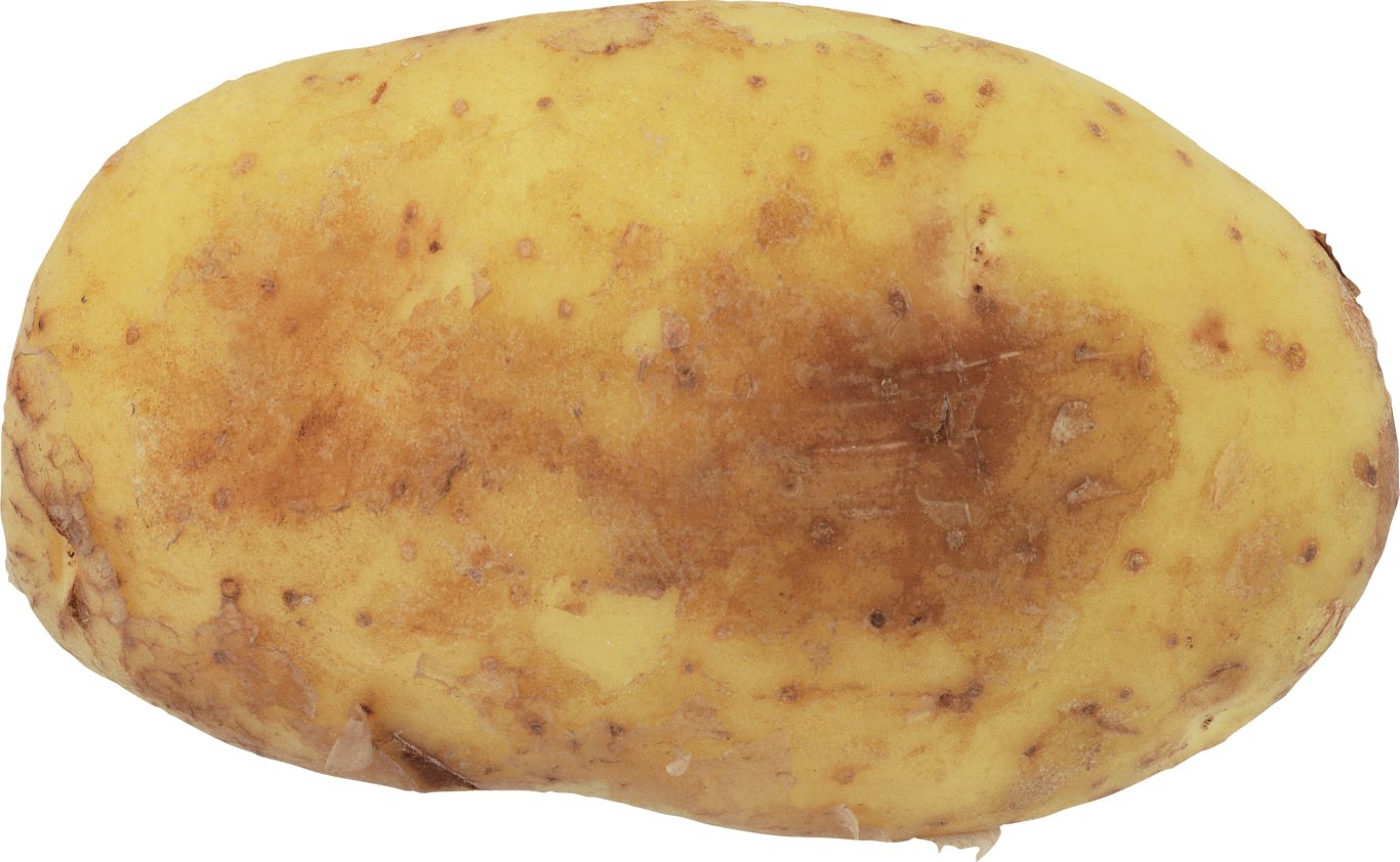 Potatoes PNG    图片编号:98074