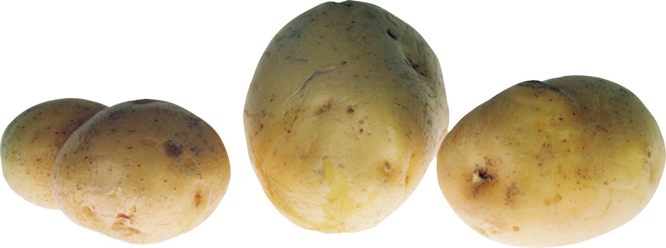 Three potatoes PNG    图片编号:98090