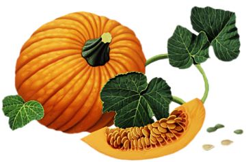 Pumpkin PNG image    图片编号:9364
