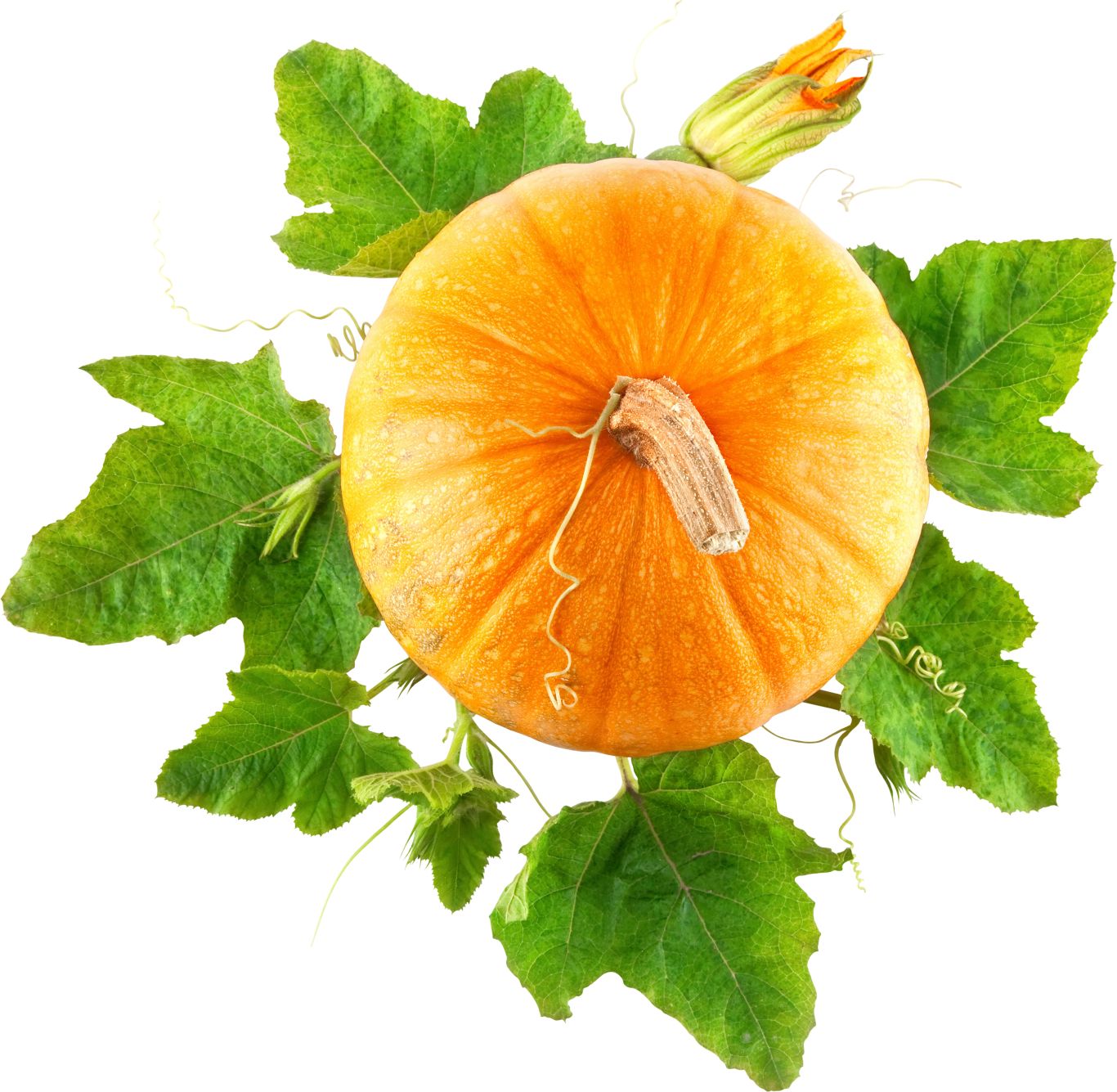 Pumpkin PNG image    图片编号:9382