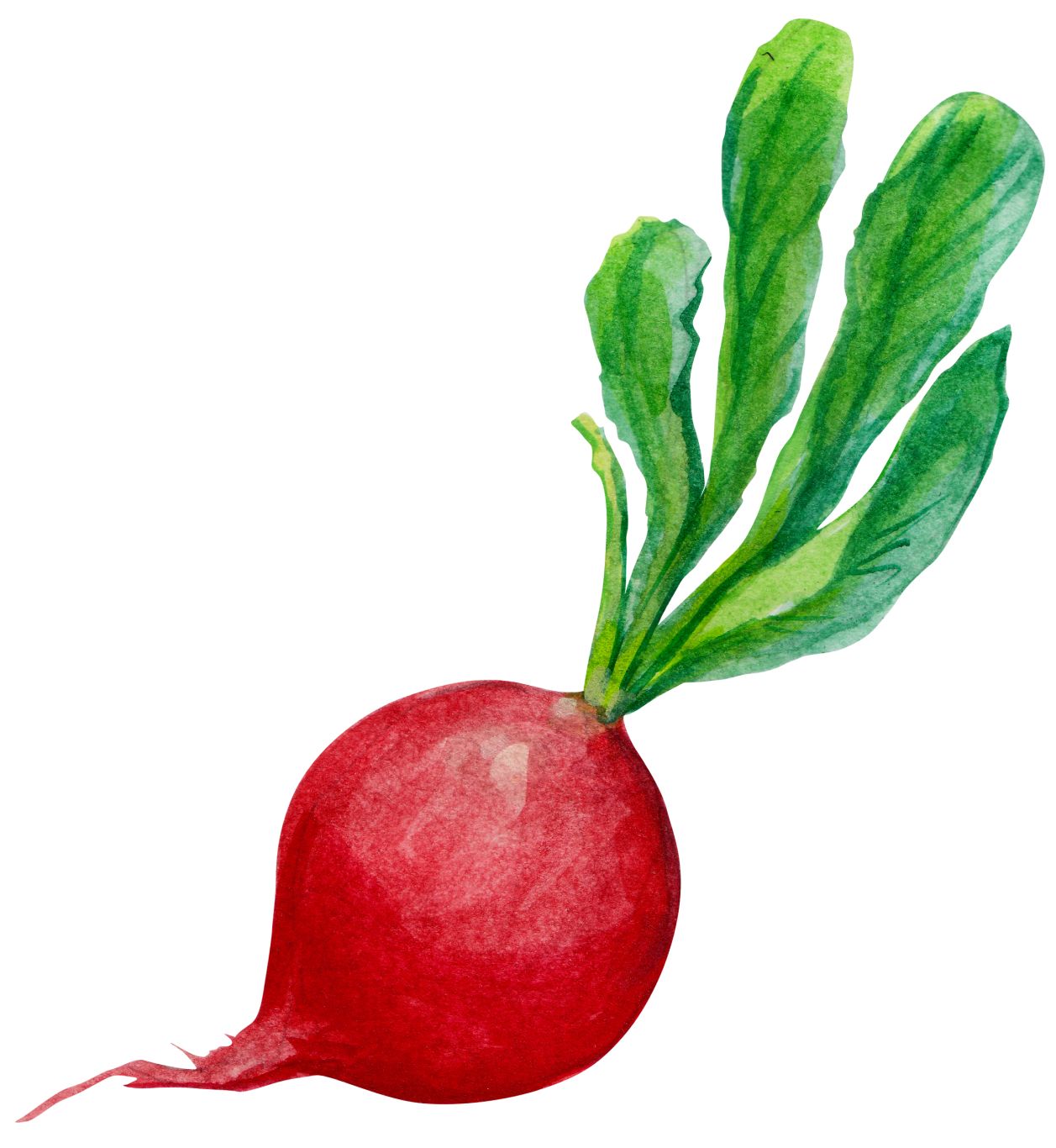 Radish PNG    图片编号:56866