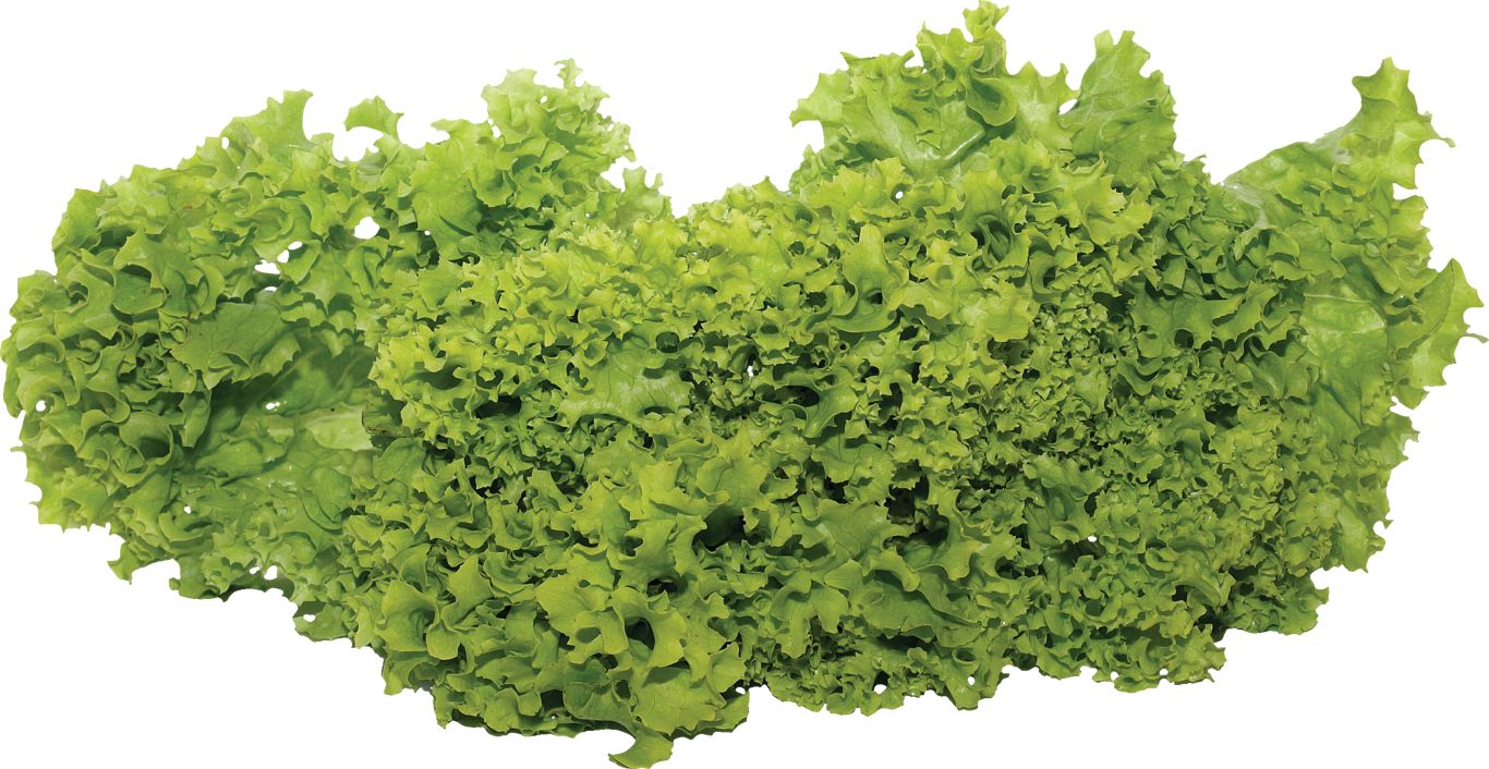 Green salad PNG image    图片编号:2814
