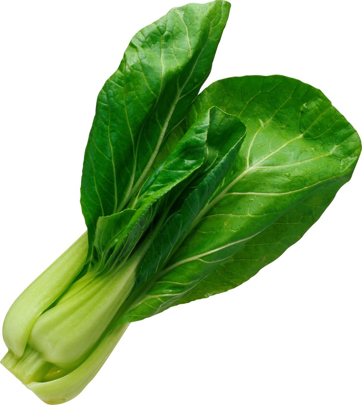 Salad leaf PNG image    图片编号:2819