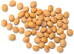 Soybean PNG    图片编号:69499