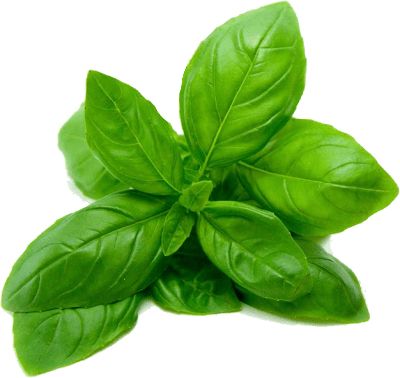 Spinach PNG    图片编号:79132