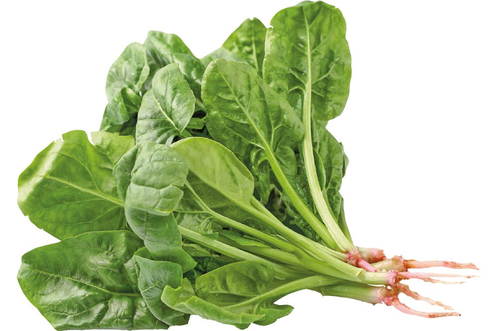 Spinach PNG    图片编号:79134