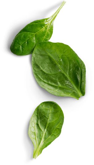 Spinach PNG    图片编号:79135