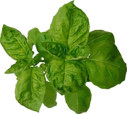 Spinach PNG    图片编号:79136