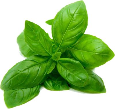 Spinach PNG    图片编号:79137