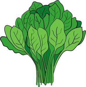 Spinach PNG    图片编号:79124