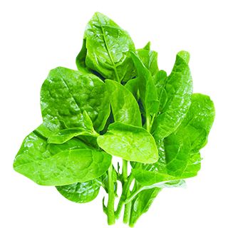 Spinach PNG    图片编号:79144