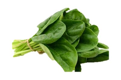 Spinach PNG    图片编号:79146
