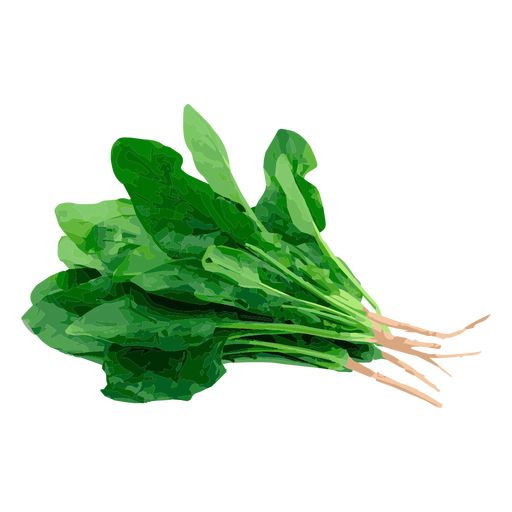 Spinach PNG    图片编号:79147