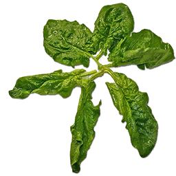 Spinach PNG    图片编号:79149