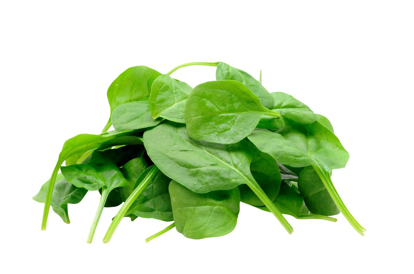 Spinach PNG    图片编号:79154