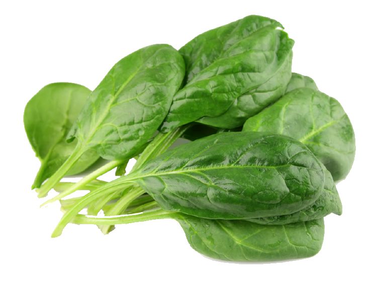 Spinach PNG    图片编号:79155