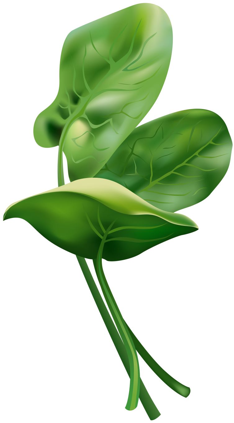 Spinach PNG    图片编号:79156