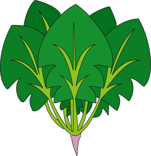 Spinach PNG    图片编号:79157