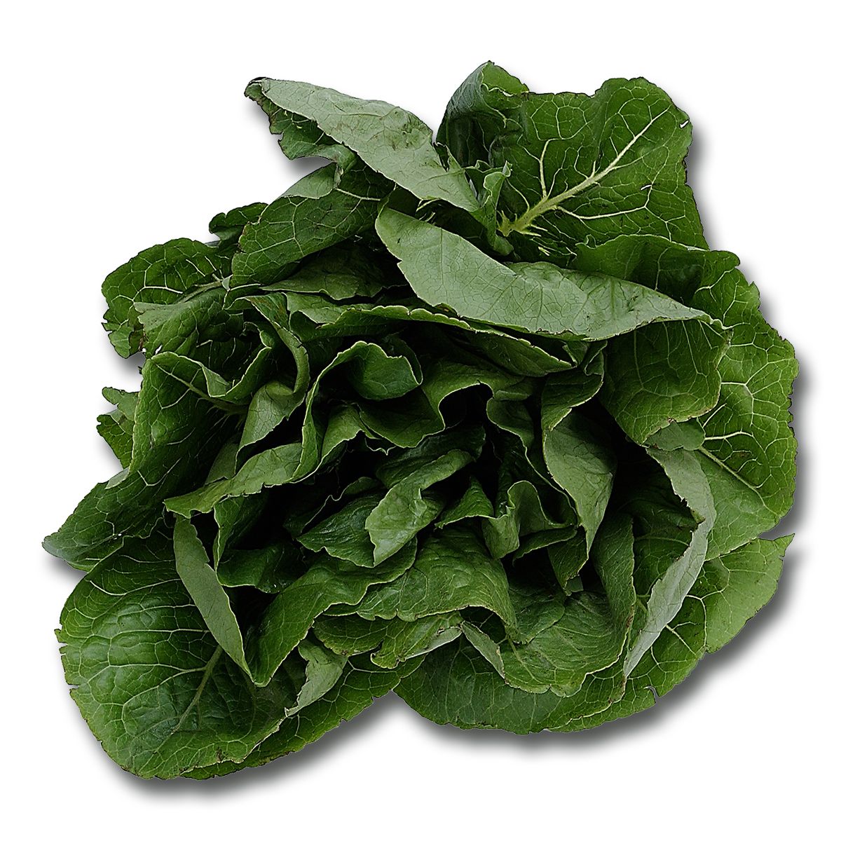Spinach PNG    图片编号:79160