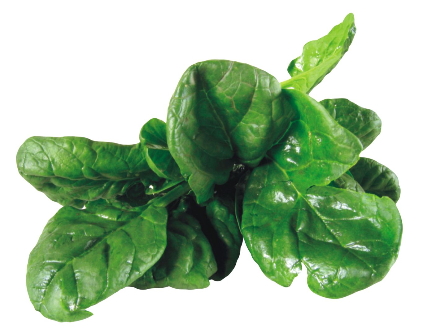 Spinach PNG    图片编号:79161