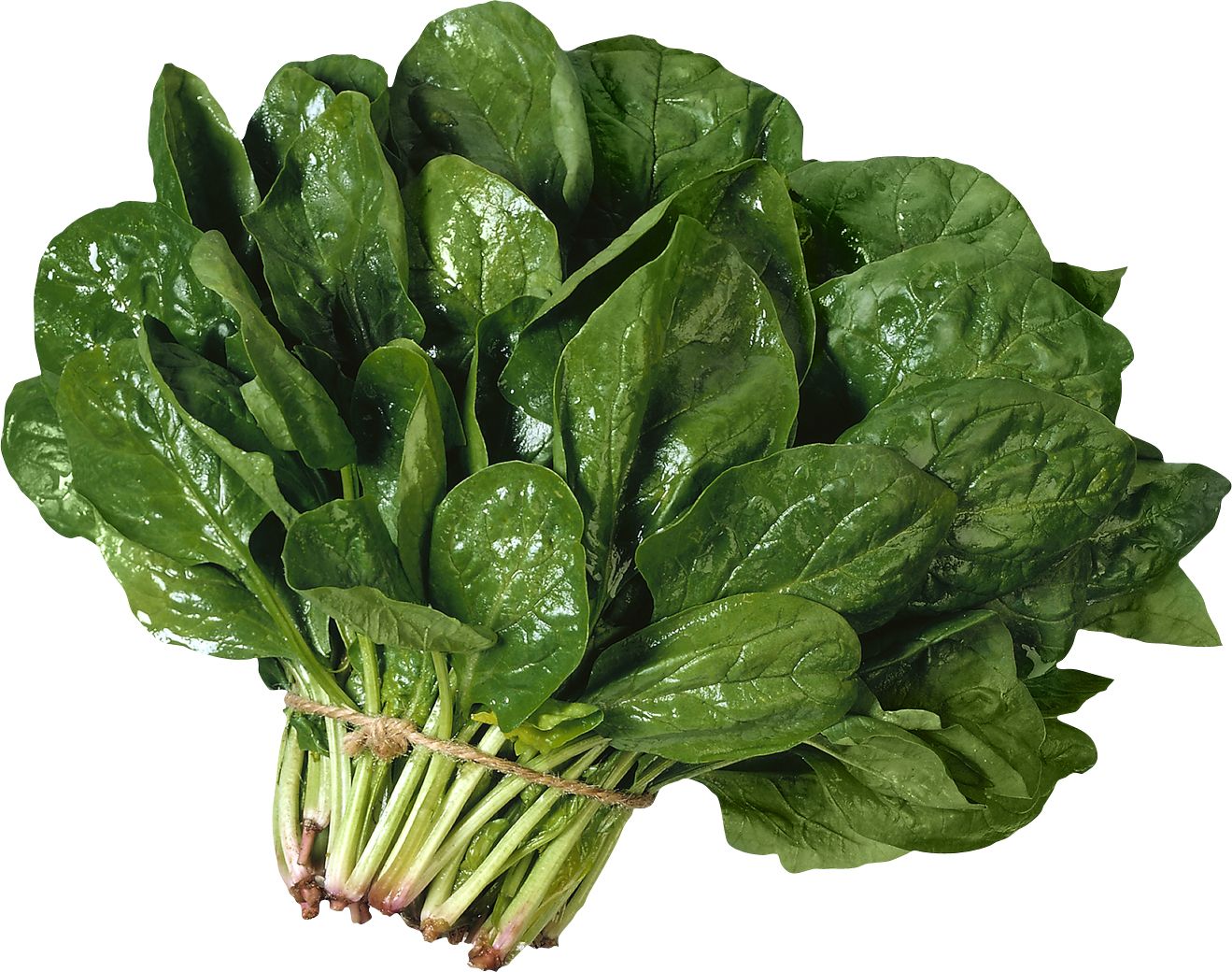 Spinach PNG    图片编号:79167