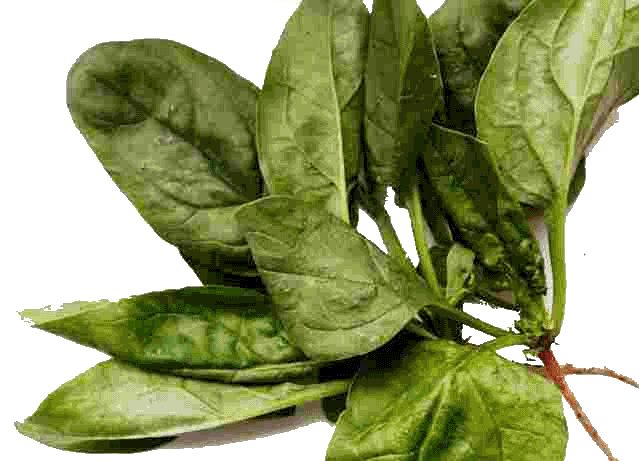 Spinach PNG    图片编号:79169
