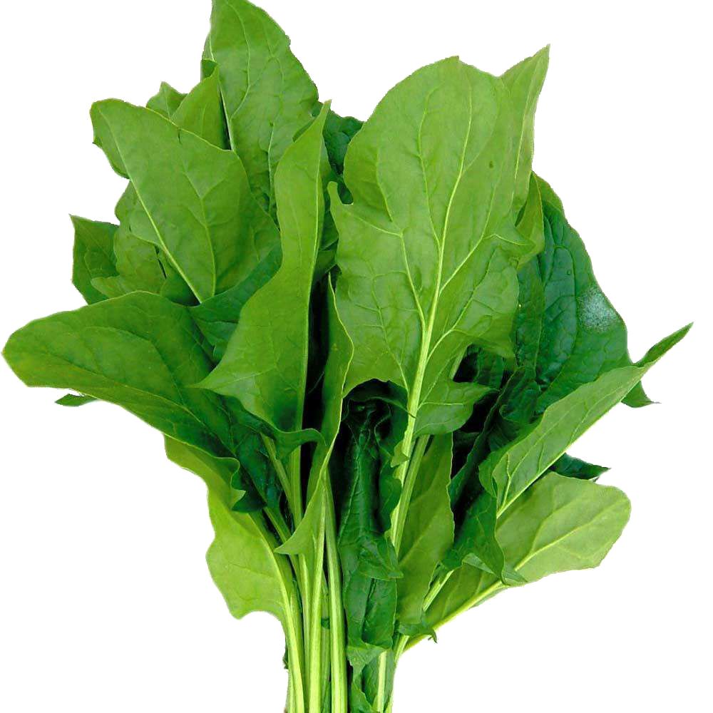 Spinach PNG    图片编号:79170