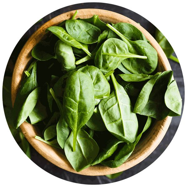 Spinach PNG    图片编号:79171