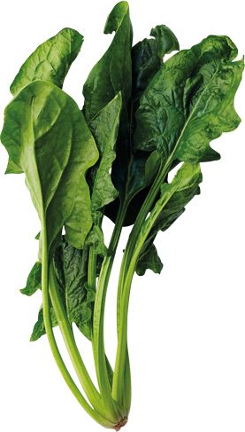 Spinach PNG    图片编号:79172