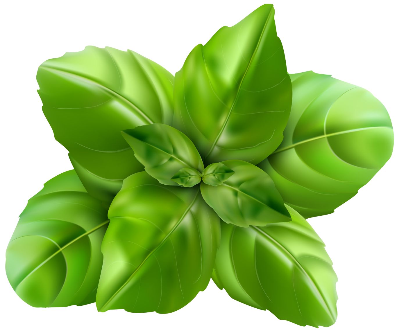 Spinach PNG    图片编号:79173