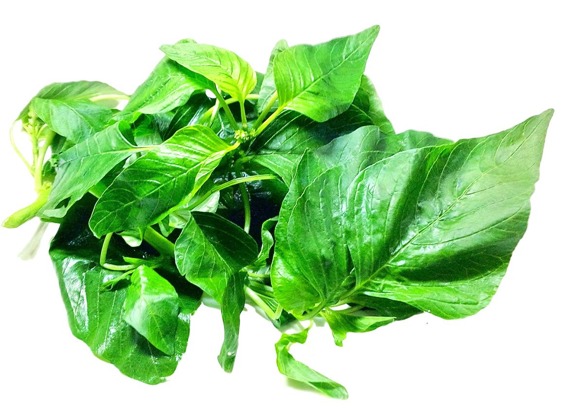 Spinach PNG    图片编号:79176