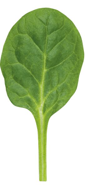 Spinach PNG    图片编号:79177