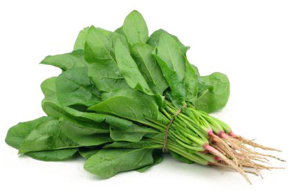 Spinach PNG    图片编号:79178