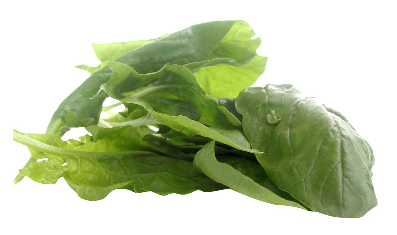 Spinach PNG    图片编号:79182