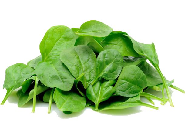 Spinach PNG    图片编号:79184