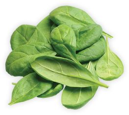 Spinach PNG    图片编号:79189
