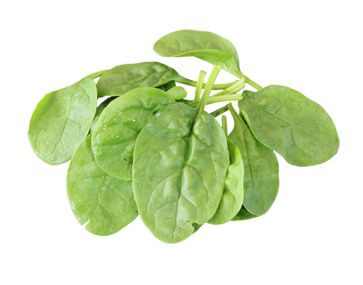 Spinach PNG    图片编号:79192