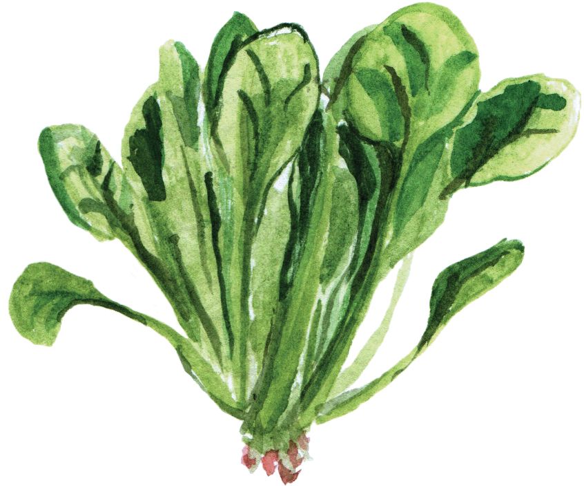 Spinach PNG    图片编号:79196