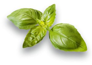 Spinach PNG    图片编号:79130