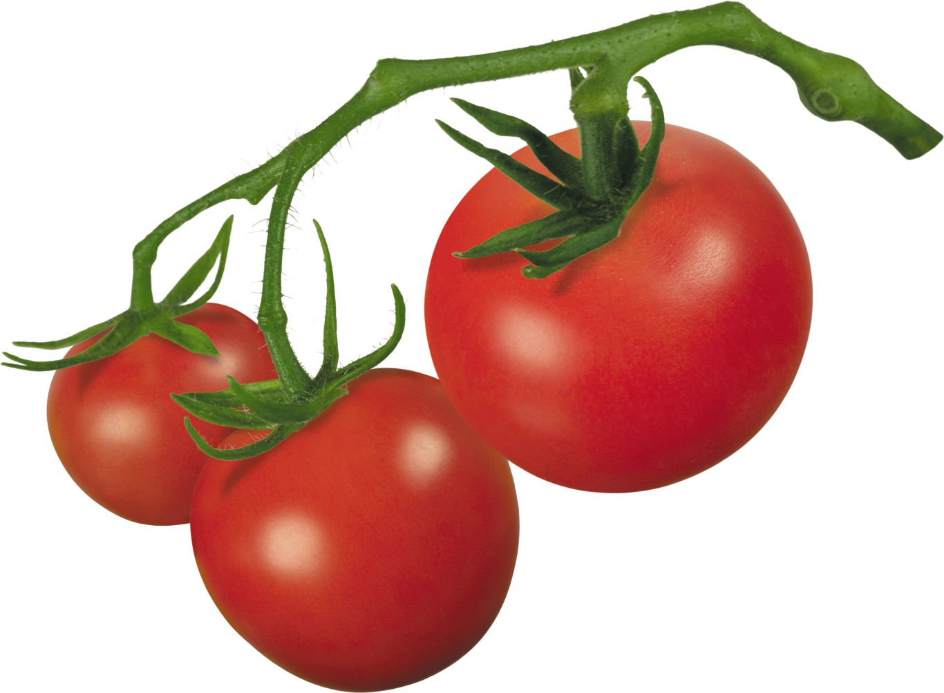Tomato PNG    图片编号:12519