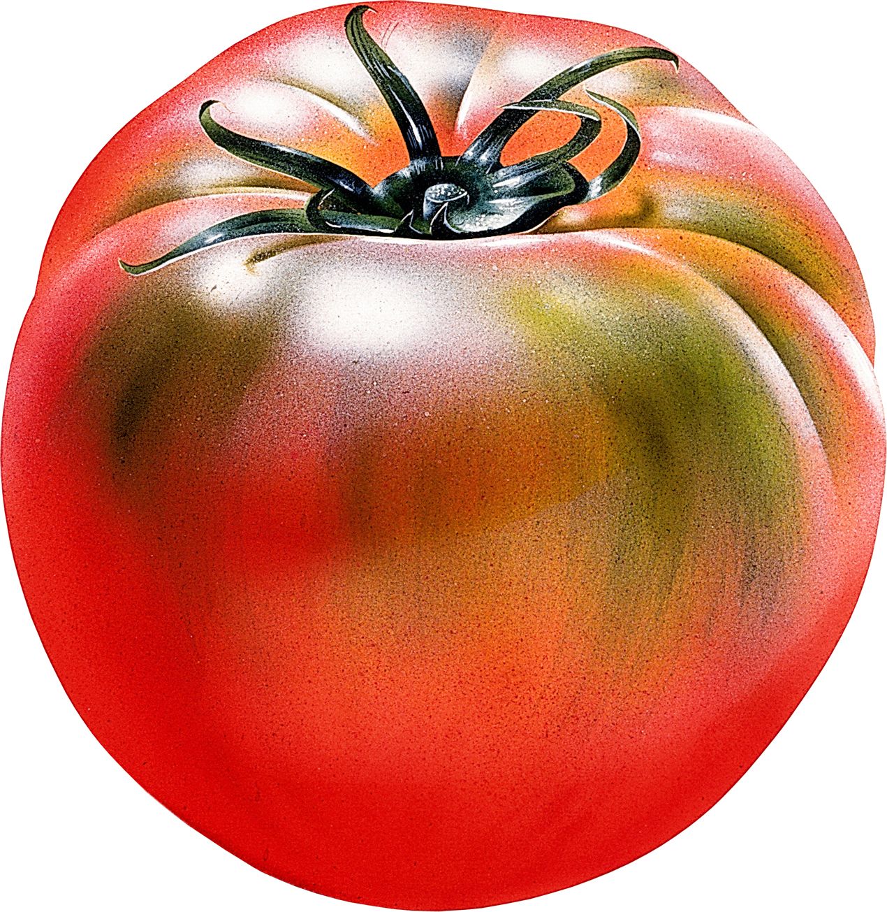 Large freash tomato PNG transparent background    图片编号:12531