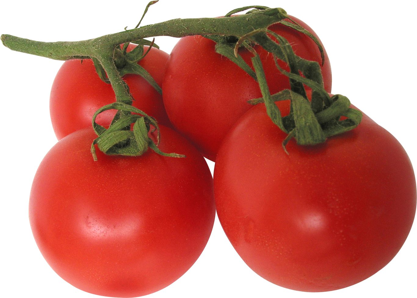 Tomatoes PNG    图片编号:12541