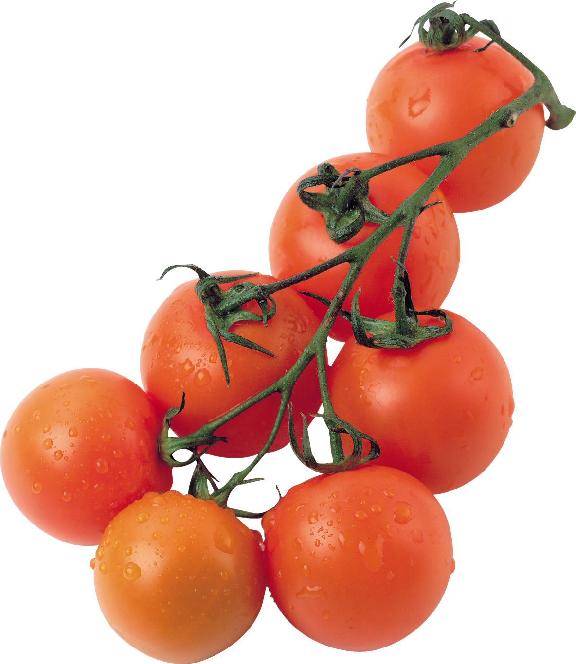 Cherry tomato PNG    图片编号:12544